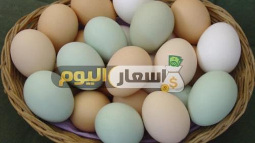 Photo of بورصة البيض الصحراوي اسعار البيض 2024