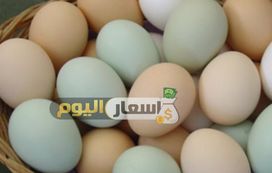 أسعار البيض اليوم