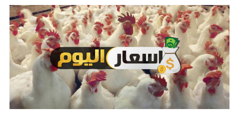 سعر الدواجن البيضاء اليوم