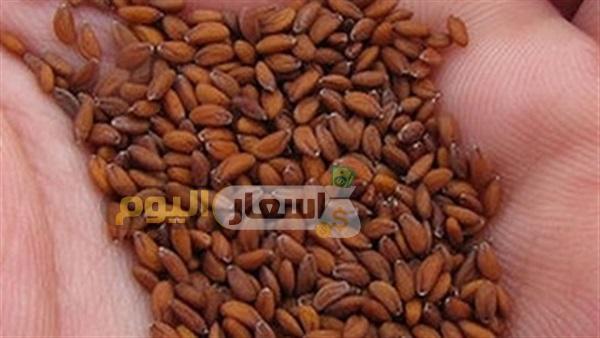 Photo of كم سعر 10 كيلو حب الرشاد في السعودية 2024