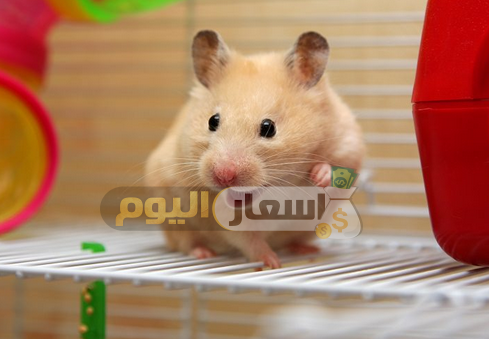 Photo of أسعار الهامستر 2024 اخر تحديث