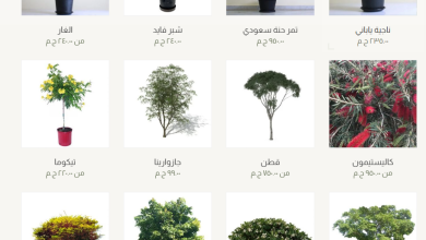 Photo of اسعار اشجار الزينة في مصر اليوم محدث 2025